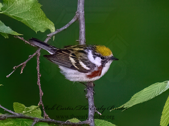 Setophaga pensylvanica  CHESTNUT-SIDED WARBLER 9077380z