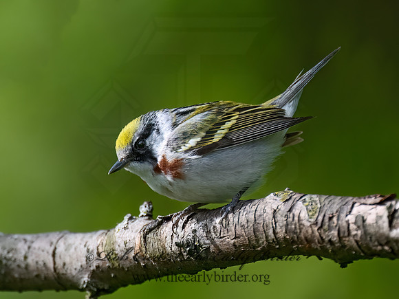 Setophaga pensylvanica  CHESTNUT-SIDED WARBLER 9077254z