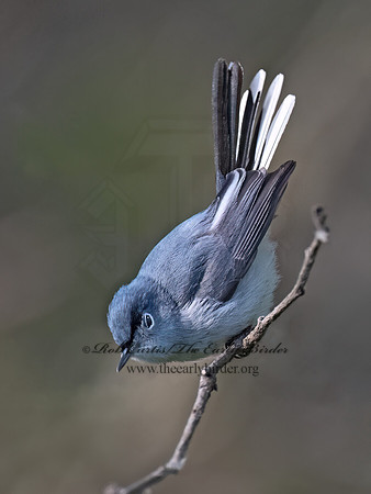 Polioptila caerulea  BLUE-GRAY GNATCATCHER 9077271z