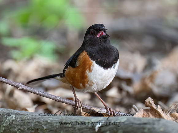 Pipilo erythrophthalmus  EASTERN TOWHEE 9077111z