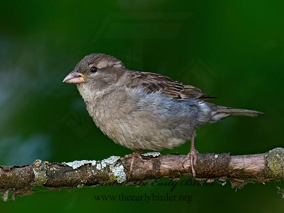 Passer domesticus  HOUSE SPARROW 9078066z