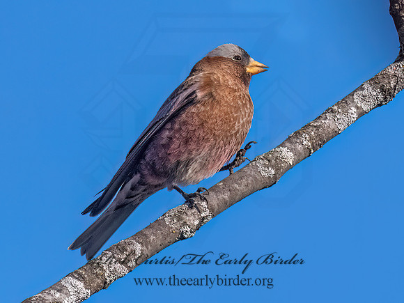 Leucosticte tephrocotis  GRAY-CROWNED ROSY FINCH 3043187z