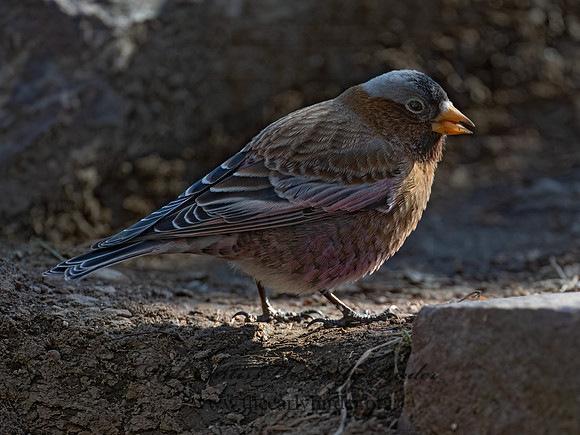 Leucosticte tephrocotis  GRAY-CROWNED ROSY FINCH 9086322z