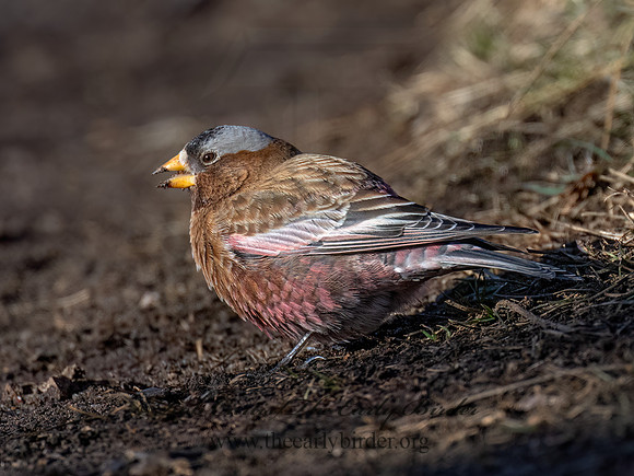 Leucosticte tephrocotis  GRAY-CROWNED ROSY FINCH 9086283z