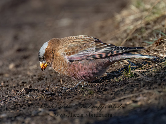 Leucosticte tephrocotis  GRAY-CROWNED ROSY FINCH 9086289z