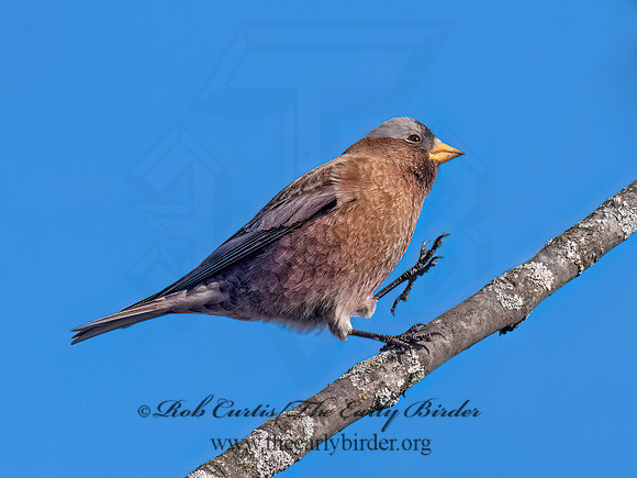 Leucosticte tephrocotis  GRAY-CROWNED ROSY FINCH 3043185z