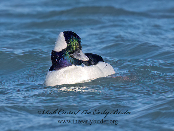 Bucephala albeola  BUFFLEHEAD 9086114z