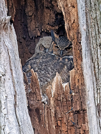 Bubo virginianus  GREAT HORNED OWL 9075692z