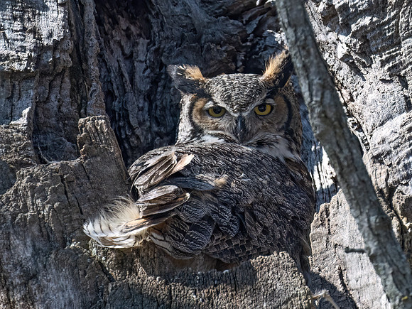 Bubo virginianus  GREAT HORNED OWL 9075496z