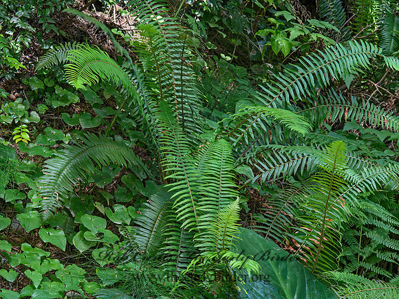 Polystichum munitum  WESTERN SWORD FERN 9059247z