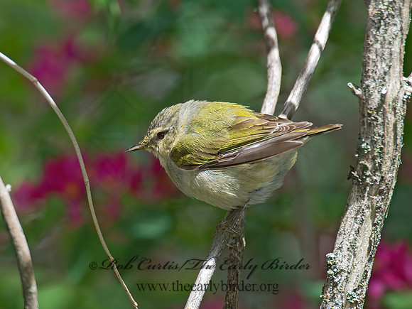Leiothlypis peregrina  TENNESSEE WARBLER 9022717z