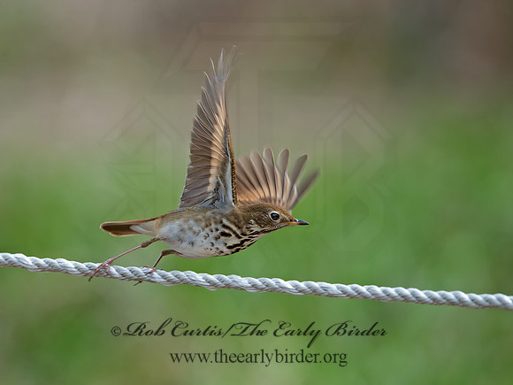 Catharus guttatus  HERMIT THRUSH 9042764z