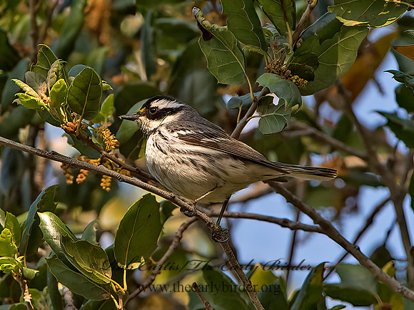 Setophaga nigrescens  BLACK-THROATED GRAY WARBLER 9055158z