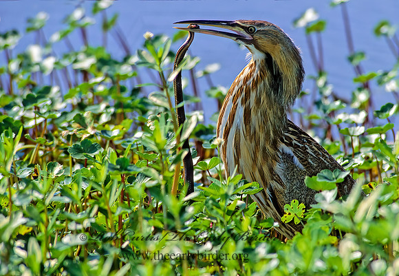 Botaurus lentiginosus  AMERICAN BITTERN 187414z