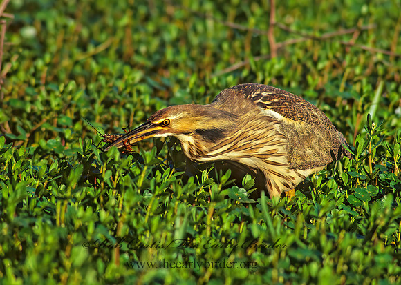 Botaurus lentiginosus  AMERICAN BITTERN 187129z