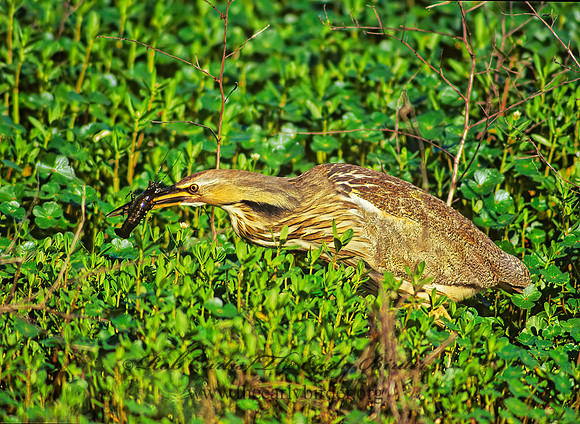 Botaurus lentiginosus  AMERICAN BITTERN 187024z