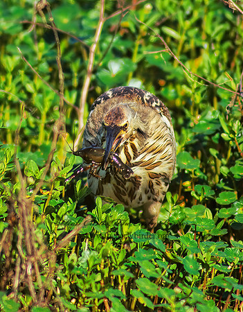 Botaurus lentiginosus  AMERICAN BITTERN 187015z