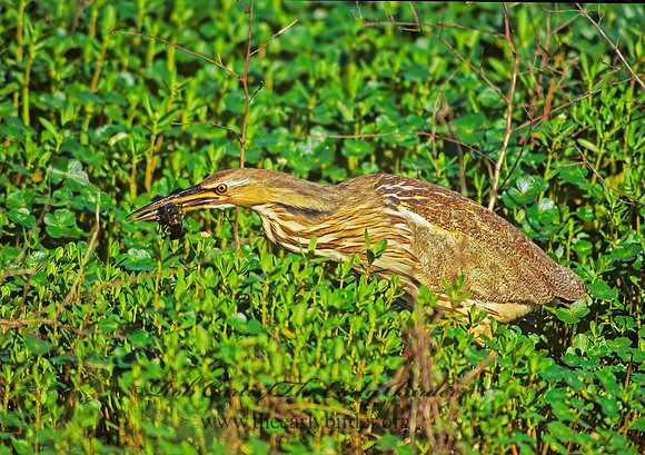 Botaurus lentiginosus  AMERICAN BITTERN 187022z