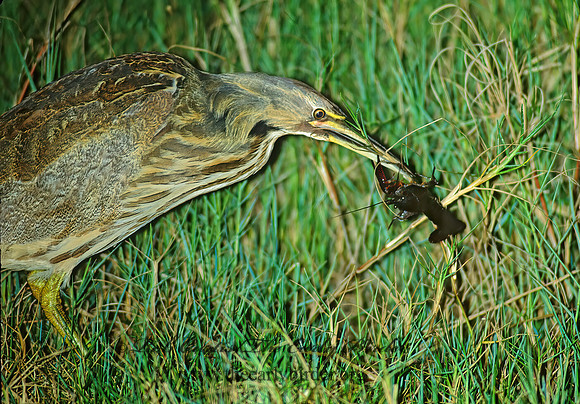 Botaurus lentiginosus  AMERICAN BITTERN 187515z