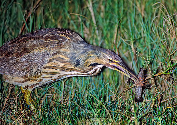 Botaurus lentiginosus  AMERICAN BITTERN 187518z