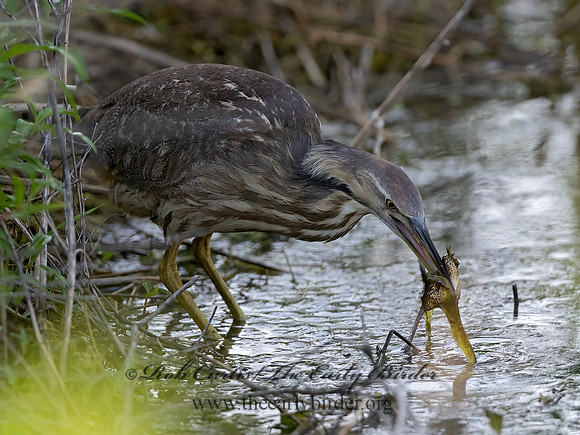 Botaurus lentiginosus  AMERICAN BITTERN 3022296z