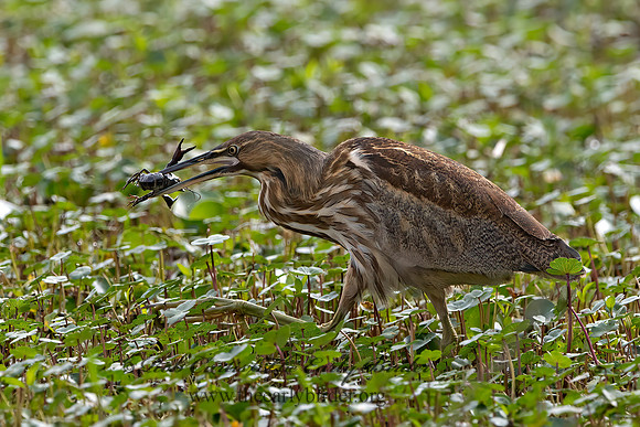 Botaurus lentiginosus  AMERICAN BITTERN 3029039z