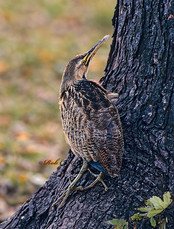 Botaurus lentiginosus  AMERICAN BITTERN 35702z