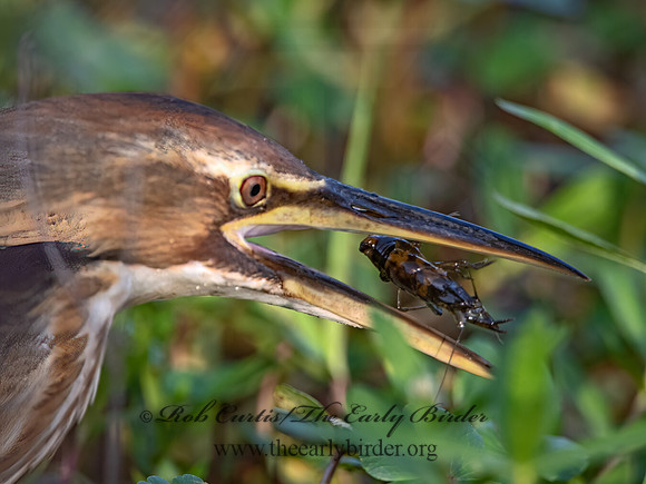 Botaurus lentiginosus  AMERICAN BITTERN 3028962z