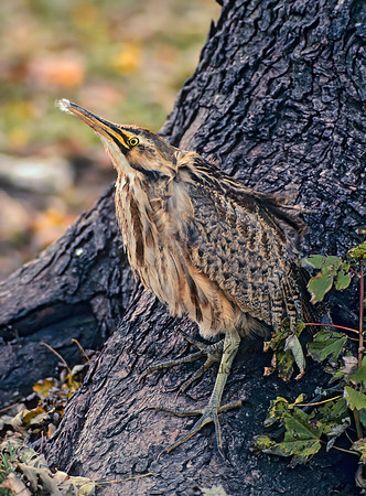 Botaurus lentiginosus  AMERICAN BITTERN 35712z