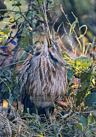 Botaurus lentiginosus  AMERICAN BITTERN 35927z