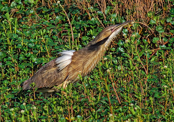 Botaurus lentiginosus  AMERICAN BITTERN 187601z