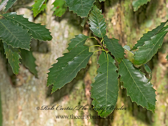 Quercus muehlenbergii  CHINKAPIN OAK 9014088z