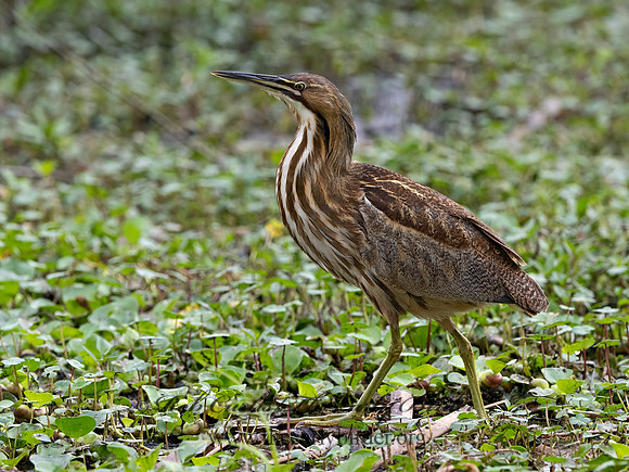 Botaurus lentiginosus  AMERICAN BITTERN 3029089z-