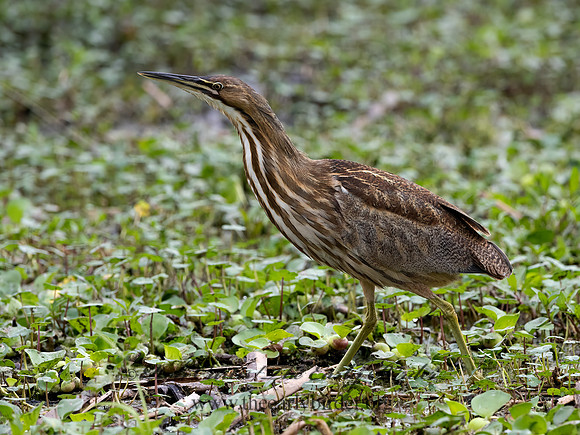 Botaurus lentiginosus  AMERICAN BITTERN 3029088z-