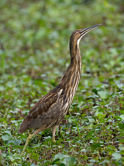 Botaurus lentiginosus  AMERICAN BITTERN 3029048z-