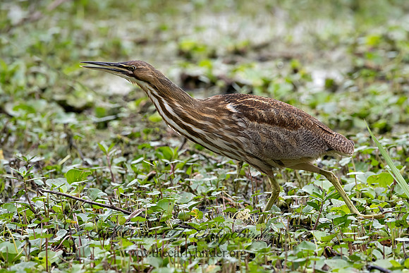 Botaurus lentiginosus  AMERICAN BITTERN 3029084z-