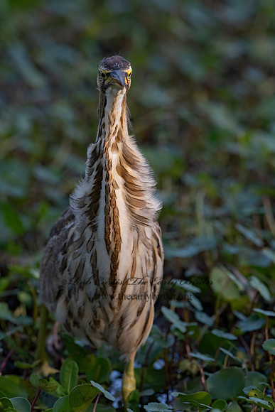 Botaurus lentiginosus  AMERICAN BITTERN 3028977z-