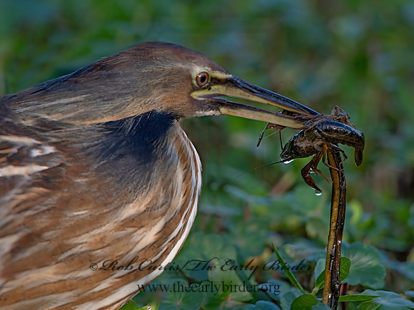 Botaurus lentiginosus  AMERICAN BITTERN 3028951z-