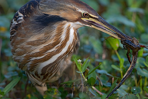 Botaurus lentiginosus  AMERICAN BITTERN 3028950z-
