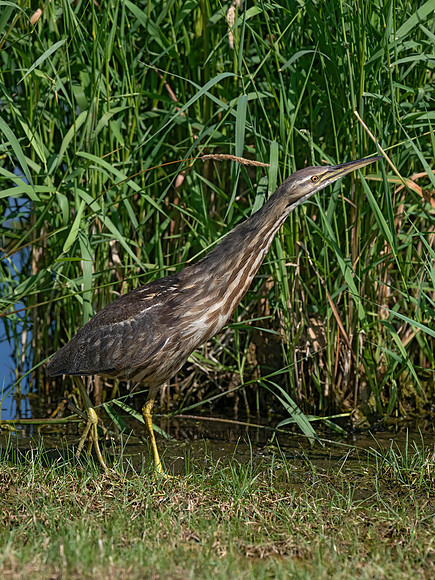 Botaurus lentiginosus  AMERICAN BITTERN 3022335z-