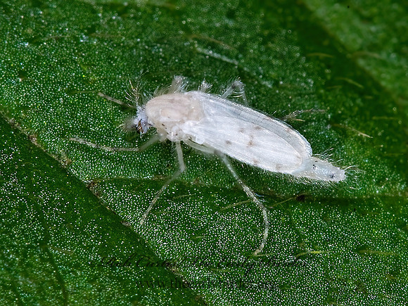 Chaoborus albatus  PHANTOM MIDGE 6013218z