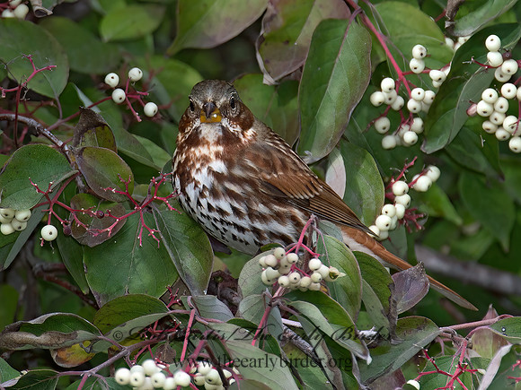 Passerella iliaca  FOX SPARROW 9015681z