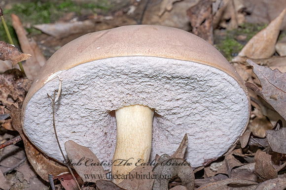 Tylopilus BOLETE MUSHROOM 9090007z