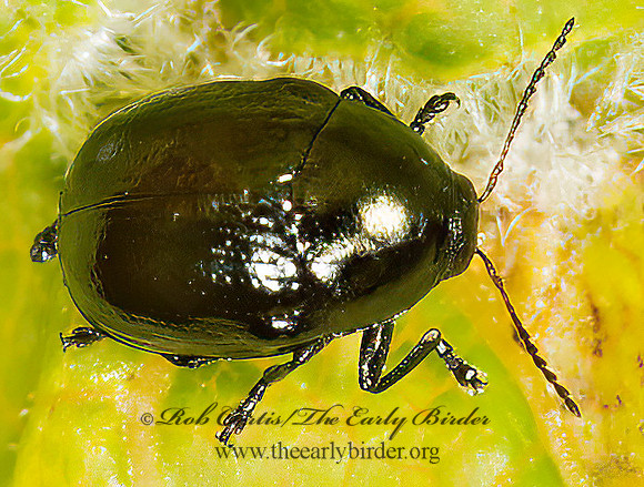 Lexiphanes saponatus 9024038z