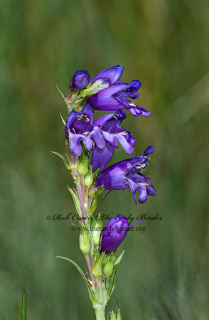 Penstemon deaverii (or lineata)  MOUNT GRAHAM PENSTEMON 7009961z