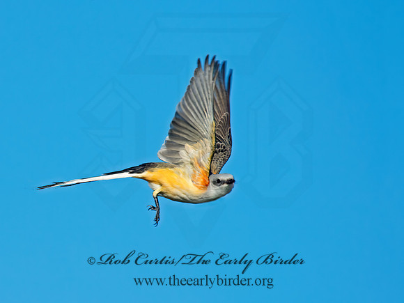 Tyrannus forficatus SCISSOR-TAILED FLYCATCHER 9006774z