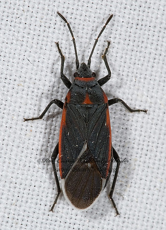 Neacoryphus lateralis 6024825z