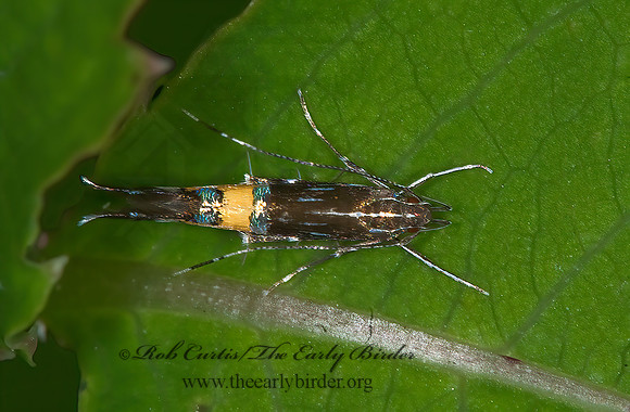 Cosmopterix monitsella  COSMOPTERIGID MOTH  6007283z