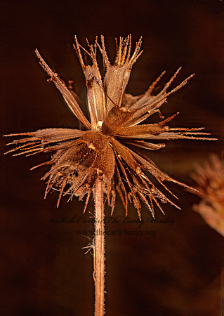 Bidens  TICKSEED SUNFLOWER 245401z