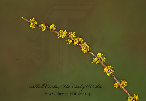 Hamamelis~  WITCH-HAZEL 186427z